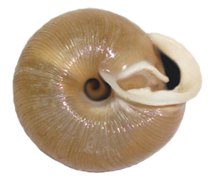 VA_LandSnails